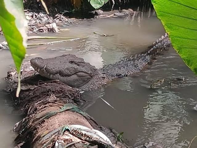 India Floods- Crocodiles Make Way into Residential Areas in Uttarakhand