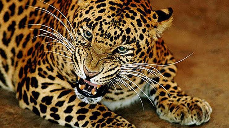 Wild Life Dept on Alert as Admin Issue shoot-at-sight orders for ‘man-eater’ leopard